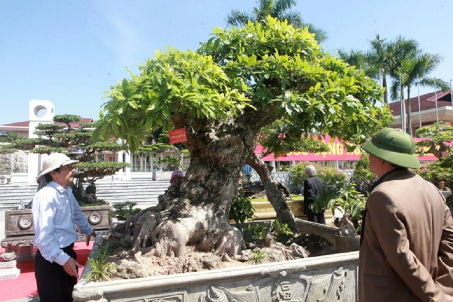 Cộng đồng mạng - Mãn nhãn siêu cây 120 tỷ, đại gia bán chỉ để 'vui cửa vui nhà' (Hình 4).