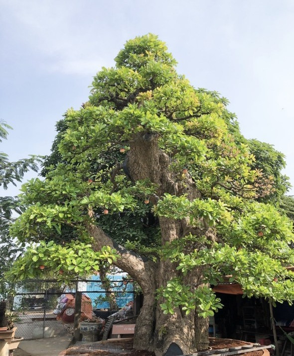Cộng đồng mạng - Mãn nhãn siêu cây 120 tỷ, đại gia bán chỉ để 'vui cửa vui nhà'