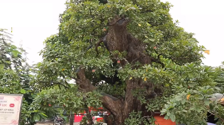 Cộng đồng mạng - Mãn nhãn siêu cây 120 tỷ, đại gia bán chỉ để 'vui cửa vui nhà' (Hình 3).