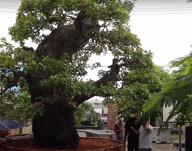 Cộng đồng mạng - Mãn nhãn siêu cây 120 tỷ, đại gia bán chỉ để 'vui cửa vui nhà' (Hình 2).