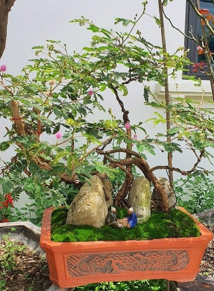 Cộng đồng mạng - 'Hô biến' hoa dại mọc đầy đường thành bonsai mini, chủ nhân rủng rỉnh tiền tiêu (Hình 6).