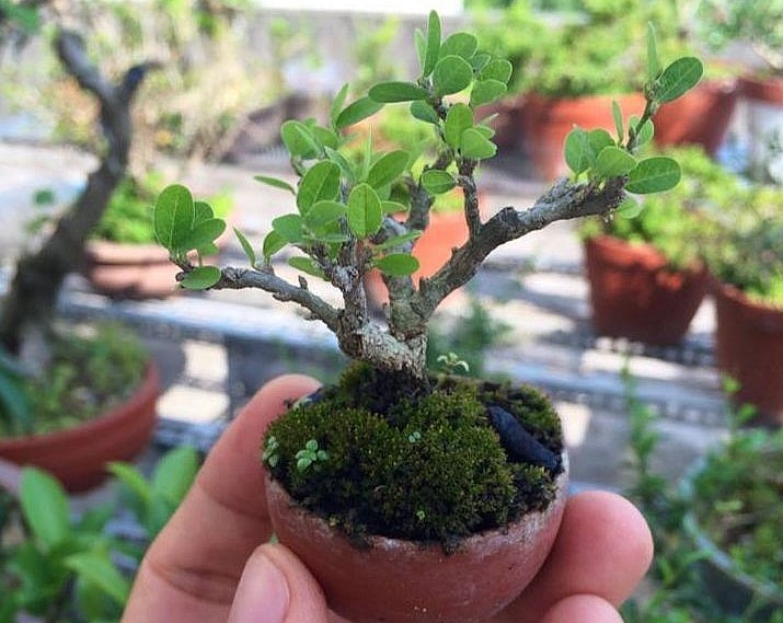 Cộng đồng mạng - 'Hô biến' hoa dại mọc đầy đường thành bonsai mini, chủ nhân rủng rỉnh tiền tiêu