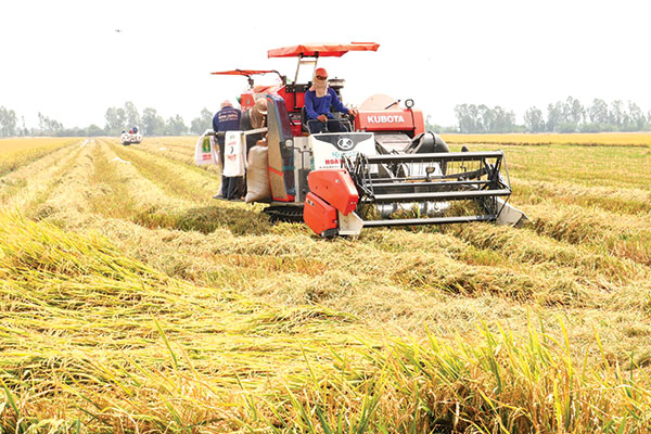 Kinh tế vĩ mô - Xuất khẩu gạo tiềm năng, Cần Thơ dành 50.000 ha đất chuyên canh lúa chất lượng cao