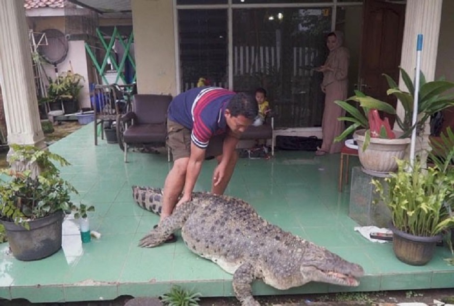 Cộng đồng mạng - Chàng trai trẻ đam mê lạ nuôi cá sấu làm thú cưng, ăn ngủ ngay trong nhà (Hình 2).