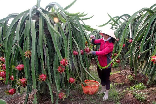 Tiêu dùng & Dư luận - Giá thanh long 'nhảy vọt': Thị trường tiềm năng và bài toán bền vững