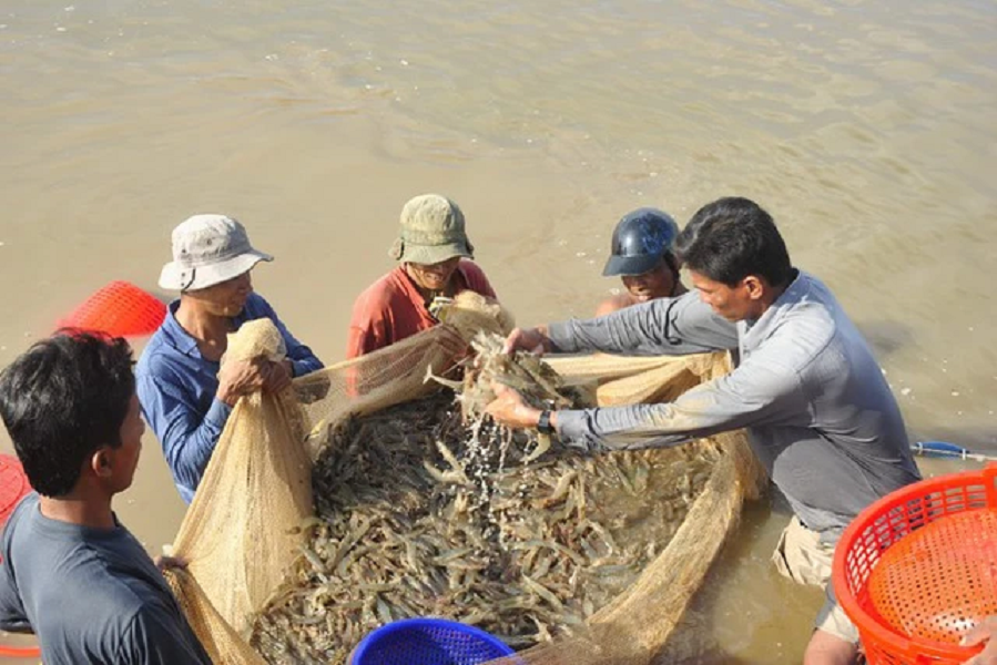 Kinh tế vĩ mô - Dự báo khó khăn, ngành tôm Việt xoay xở phát triển, nâng cao giá trị bền vững