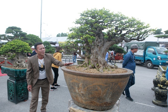 Cộng đồng mạng - 'Loá mắt' cây mai chiếu thủy qua một thế kỷ trường tồn, đại gia trả tiền tỷ (Hình 4).