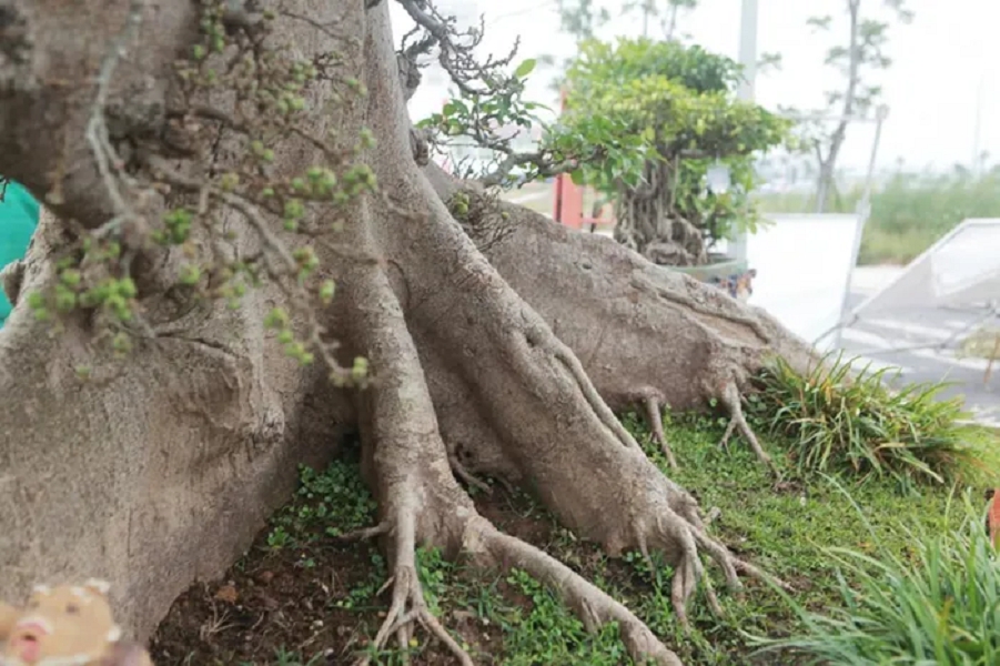 Cộng đồng mạng - Ngắm cây sung có giá 10 tỷ, có xứng tầm hay đại gia 'chém gió'? (Hình 2).