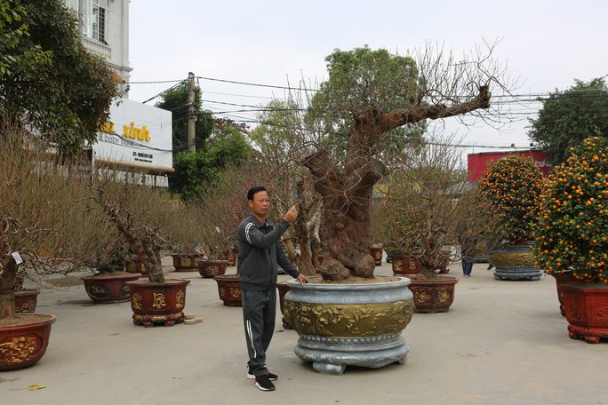 Cộng đồng mạng - Ngắm cây đào cổ 'khủng', chủ cây cố làm một chi tiết 'lạ' để cây đắt hơn (Hình 4).