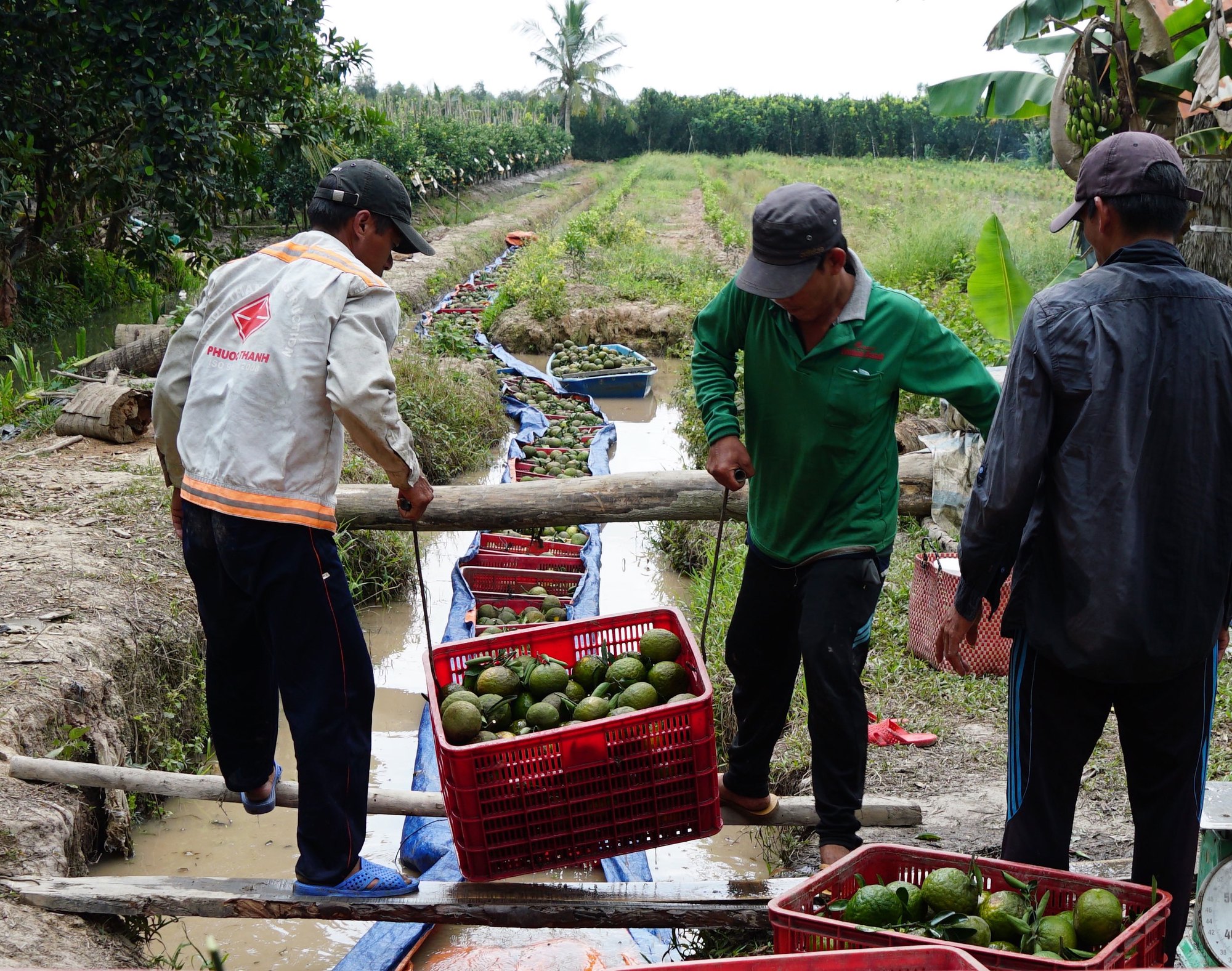 Kinh tế vĩ mô - Nhiều loại trái cây đang vào vụ lại tiếp diễn điệp khúc 'được mùa rớt giá'