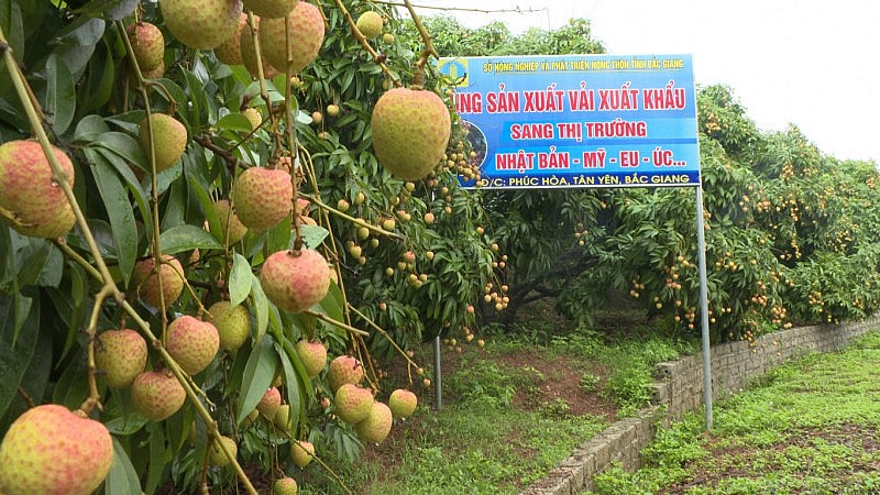 Kinh tế vĩ mô - Được mùa vải: Phát triển thị trường bền vững và bài toán lợi nhuận