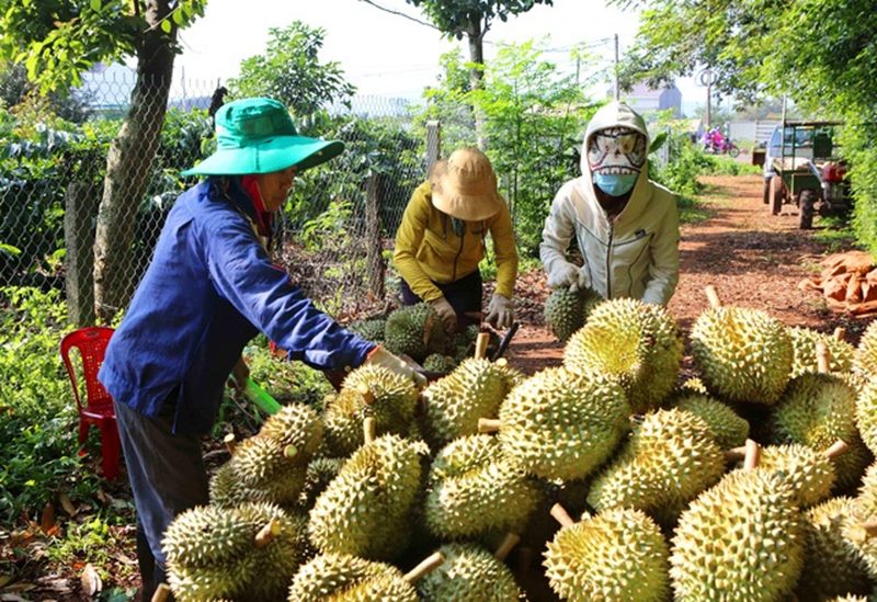 Kinh tế vĩ mô -  Chỉ trong 1 tháng, Trung Quốc chi tiền gấp 5 để mua rau quả Việt Nam