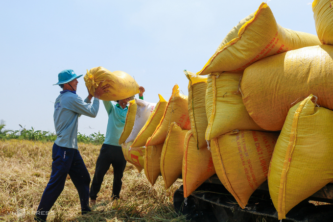 Kinh tế vĩ mô - Lúa được mùa, được giá, nông dân nhiều địa phương phấn khởi