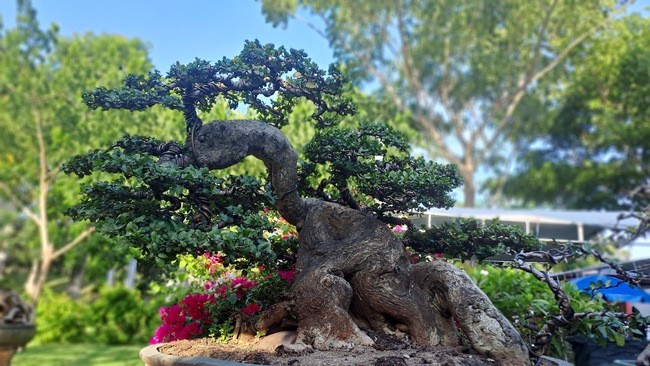 Cộng đồng mạng - Ngắm dàn 'quái cây' bonsai với dáng thế độc, giá lên đến tỷ đồng vẫn hút người xem (Hình 3).