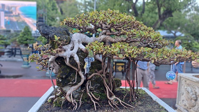 Cộng đồng mạng - Ngắm dàn 'quái cây' bonsai với dáng thế độc, giá lên đến tỷ đồng vẫn hút người xem (Hình 10).