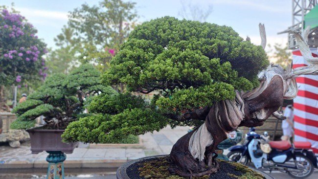 Cộng đồng mạng - Ngắm dàn 'quái cây' bonsai với dáng thế độc, giá lên đến tỷ đồng vẫn hút người xem (Hình 11).