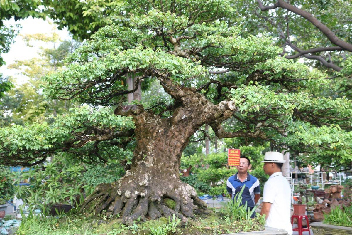 Cộng đồng mạng - Cận cây khế cảnh 'khúc khuỷu', giá thành khiến dân chơi 'choáng váng' (Hình 4).