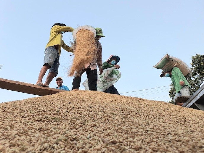 Xu hướng thị trường - Xuất khẩu gạo Việt Nam vẫn được đẩy mạnh, tiềm năng dẫn đầu 'làn sóng' mới