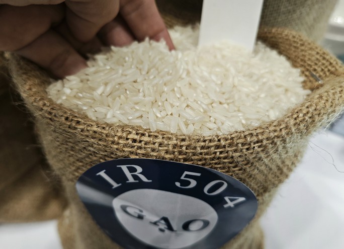 Kinh tế vĩ mô - Giá gạo biến động, dự báo xuất khẩu gạo của Việt Nam đạt kỷ lục mới