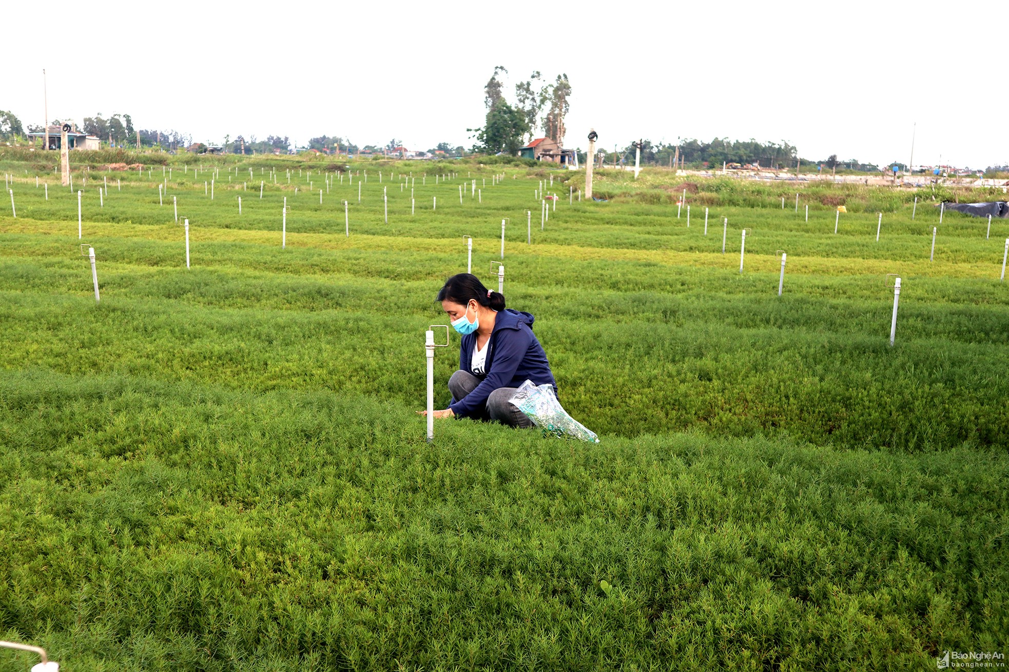 Đời sống - Loại rau dại 'ăn' sương và 'thở' bằng khí, có tiền chưa chắc đã mua được (Hình 4).