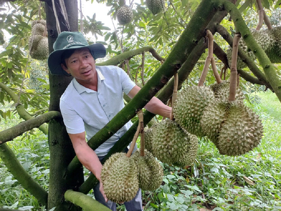 Kinh tế vĩ mô - Sầu riêng vụ nghịch tăng giá: Người dân phấn khởi, chuyên gia lo ngại