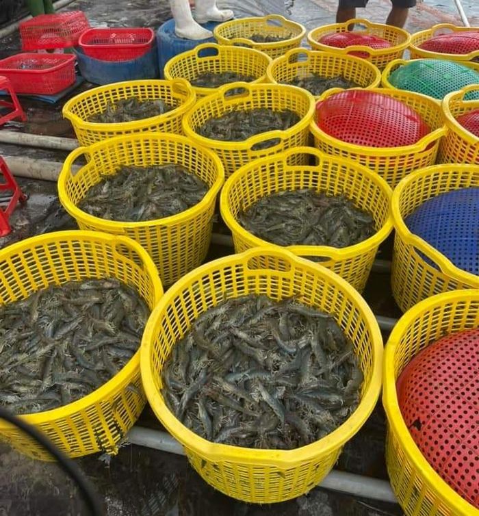 Kinh tế vĩ m&ocirc; - Tin vui gi&aacute; t&ocirc;m nguy&ecirc;n liệu tăng đột biến