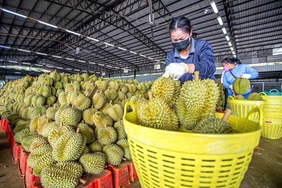 Kinh tế vĩ mô - Xuất khẩu rau quả có thể lập kỷ lục mới trong năm 2023