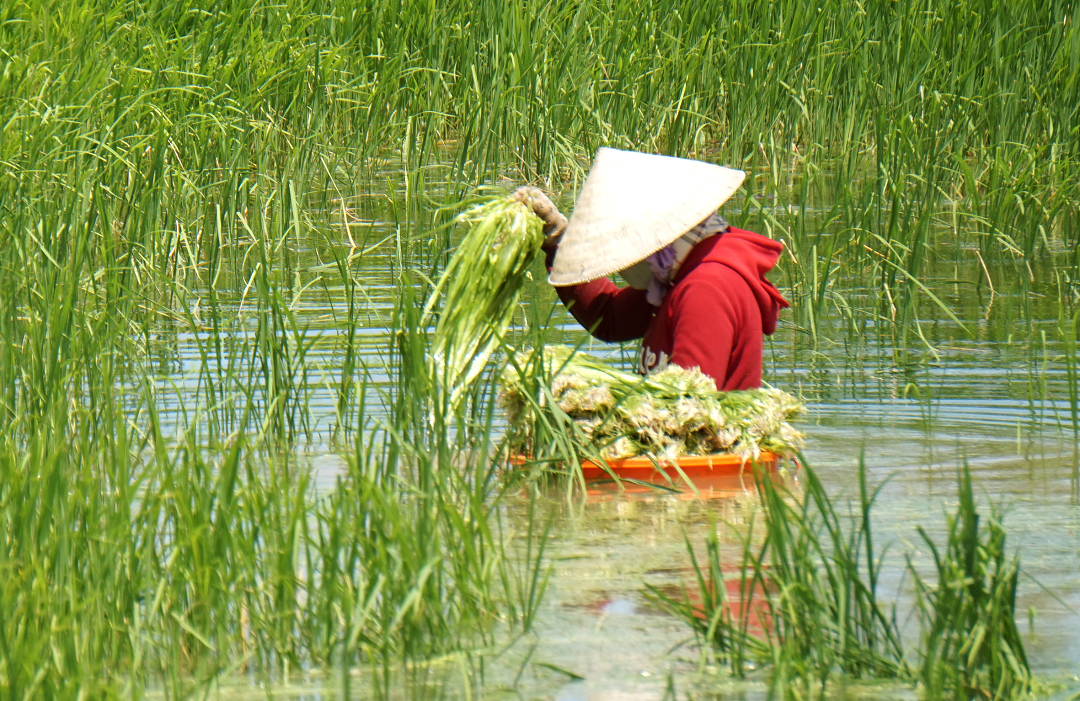 Đời sống - Loại rau trước nhổ vứt đi, ai ngờ ngày nay ví như 'lộc trời' giá 200.000 đồng/kg (Hình 2).