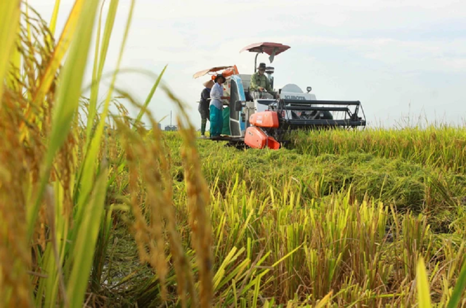 Tiêu dùng & Dư luận - Sẵn sàng triển khai đề án 1 triệu ha lúa chất lượng cao