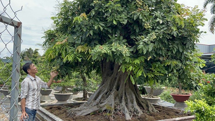 Đời sống - Độc đáo cây nhãn bonsai 'kiểu lạ', giá bán lên đến gần 200 triệu đồng (Hình 3).