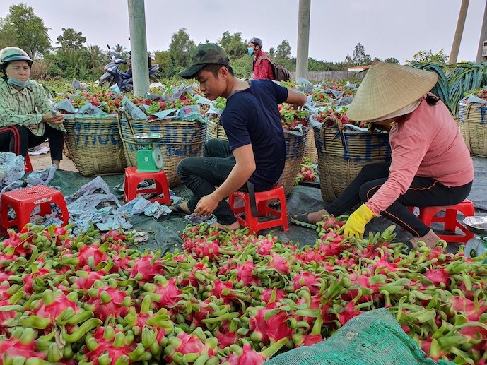 Tiêu dùng & Dư luận - Thanh long cuối mùa giá cao gấp 3 lần: Giải pháp nào phát triển bền vững?