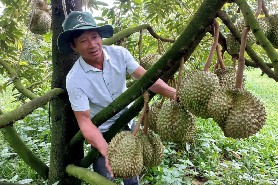 Đời sống - Anh nông dân trồng thứ quả quen thuộc, như 'trúng số' thu đều 15 tỷ đông