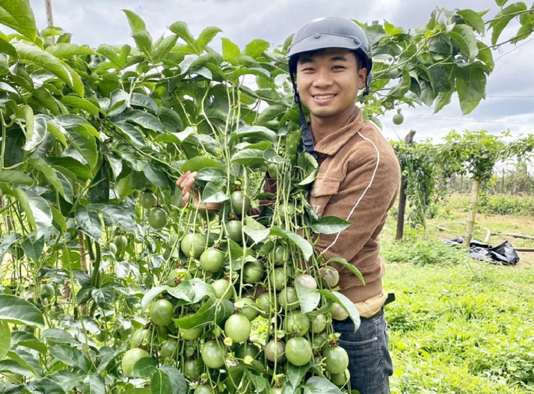 Tiêu dùng & Dư luận - Anh nông dân 'đổi đời', kiếm 3 tỷ nhờ trồng một loại cây 'siêu trái' nhà nào cũng có