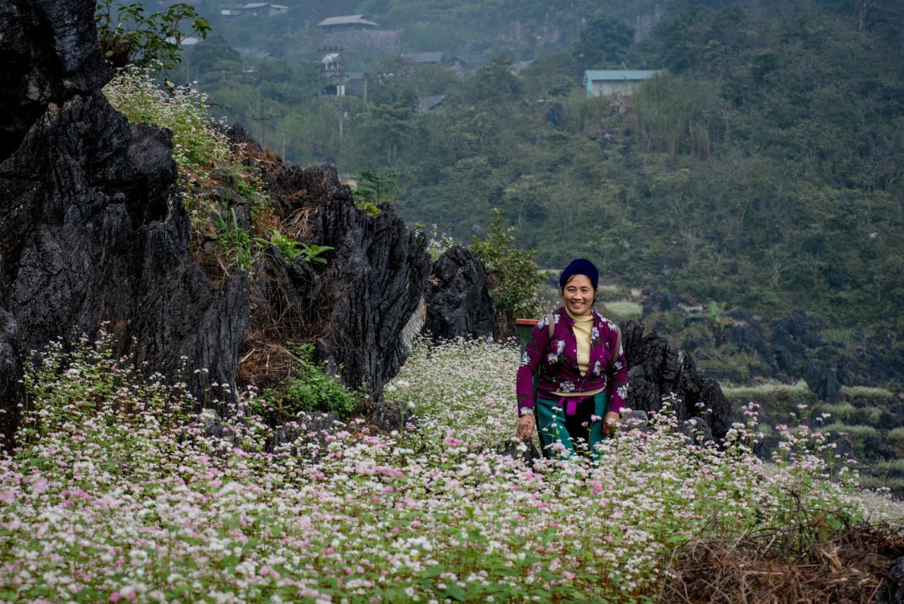 Xã hội - Hoa chen đá trên cao nguyên đá Hà Giang (Hình 2).