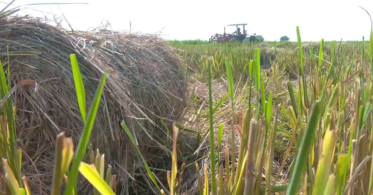 Đời sống - Anh nông dân kiếm tiền tỷ mỗi năm từ thứ vứt bỏ đầy đồng (Hình 2).