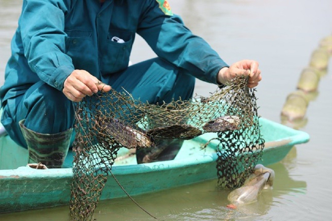 Đời sống - Liều mình nuôi con 'nằm lì dưới ao', anh nông dân thu hàng trăm triệu