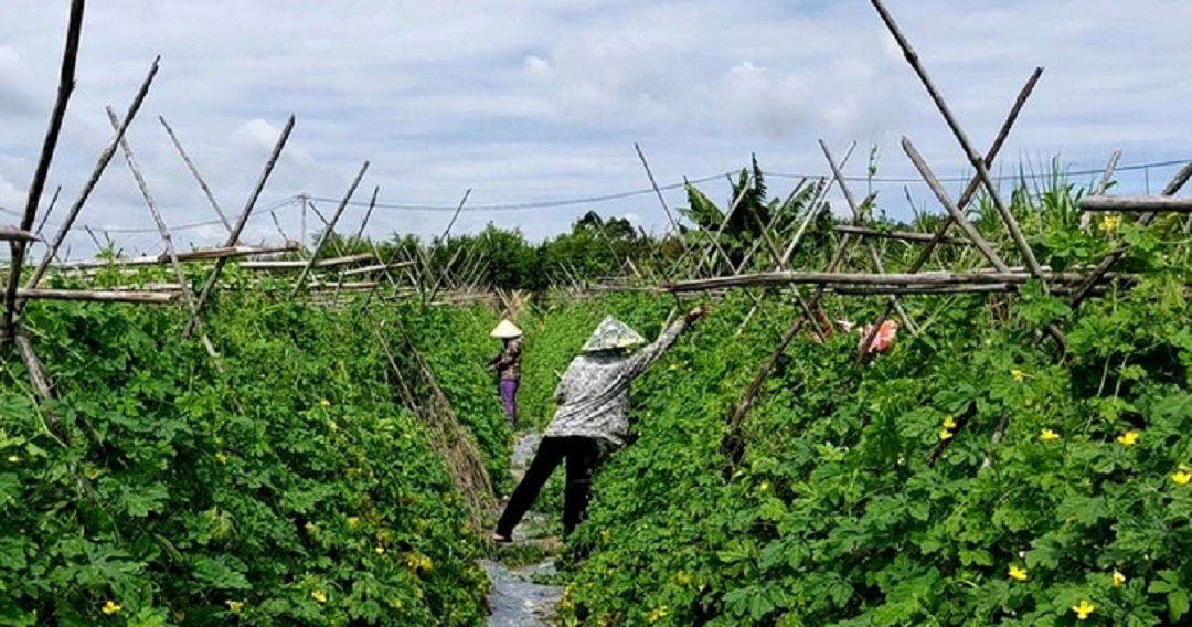 Đời sống - Anh nông dân đút túi 300 triệu nhờ trồng loại quả 'xấu xí' nhà nào cũng ăn