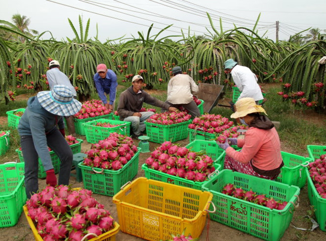 Kinh tế vĩ mô - Xuất khẩu rau quả của Việt Nam 'vào đà' tiếp tục lập kỷ lục mới