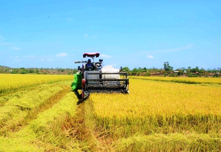 Kinh tế vĩ mô - Việt Nam xuất khẩu gạo thứ 3 của thế giới: Cơ hội lớn để ngành lúa gạo 'chuyển mình'