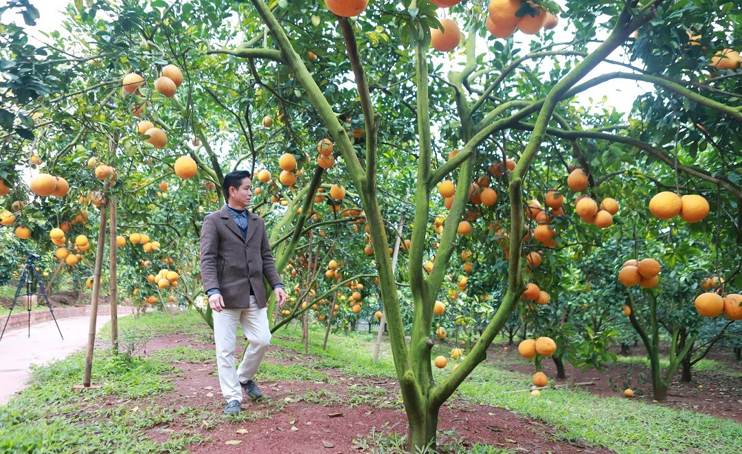 Đời sống - Anh nông dân thu lãi 3 tỷ đồng nhờ trồng loại quả 'quen thuộc' nhà nào cũng cần