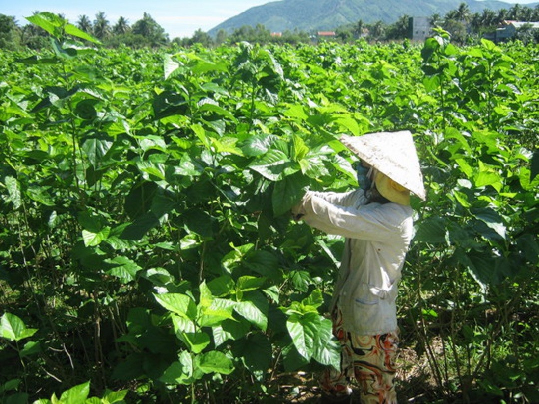 Đời sống - Anh nông dân say mê nuôi 'bầy sâu' nào ngờ nhẹ nhàng đút túi 1,5 tỷ đồng (Hình 2).