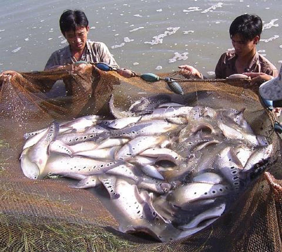 Đời sống - Anh nông dân thu lãi 7 tỷ/năm nhờ nuôi con đặc sản 'thích ở dưới nước' (Hình 2).