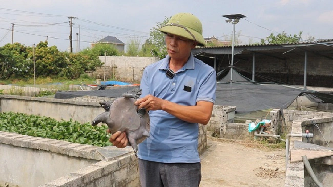 Đời sống - Anh nông dân đút túi 500 triệu nhờ nuôi con đặc sản 'hiền như cục đất'