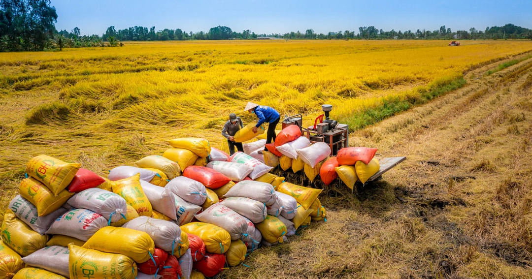 Kinh tế vĩ mô - Dự báo năm 2024 thời cơ “vàng” gia tăng xuất khẩu gạo