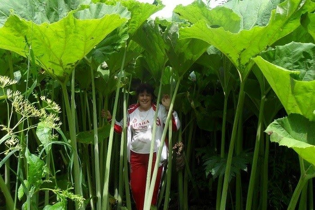 Đời sống - Cận cảnh hòn đảo 'lạ' với nhiều loại cây 'khổng lồ' bậc nhất hành tinh (Hình 2).