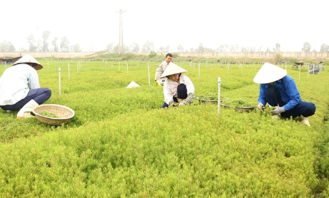 Đời sống - Anh nông dân 'bỏ phố về quê', trồng cây như cỏ dại nào ngờ đút túi cả tỷ đồng (Hình 3).