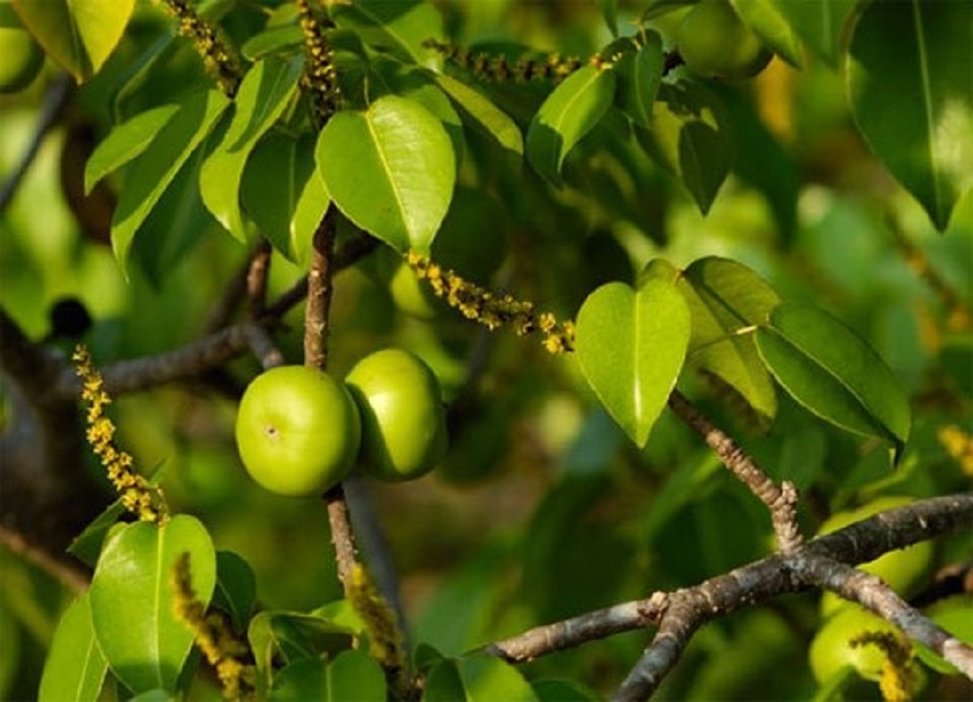 Đời sống - Loài cây 'độc nhất thế giới', chỉ cần đứng cạnh cũng khiến bạn mất mạng 'như chơi'