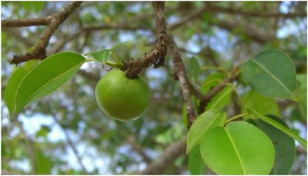 Đời sống - Loài cây 'độc nhất thế giới', chỉ cần đứng cạnh cũng khiến bạn mất mạng 'như chơi' (Hình 3).