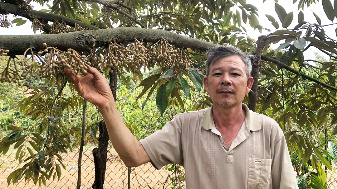 Đời sống - Anh nông dân kiếm 3,5 tỷ/năm nhờ trồng cây quen thuộc theo cách 'lạ'