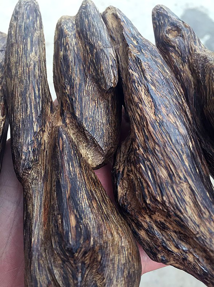 Đời sống - Loại gỗ mọc đầy ở Việt Nam giá 2 tỷ đồng/kg khiến đại gia lùng sục